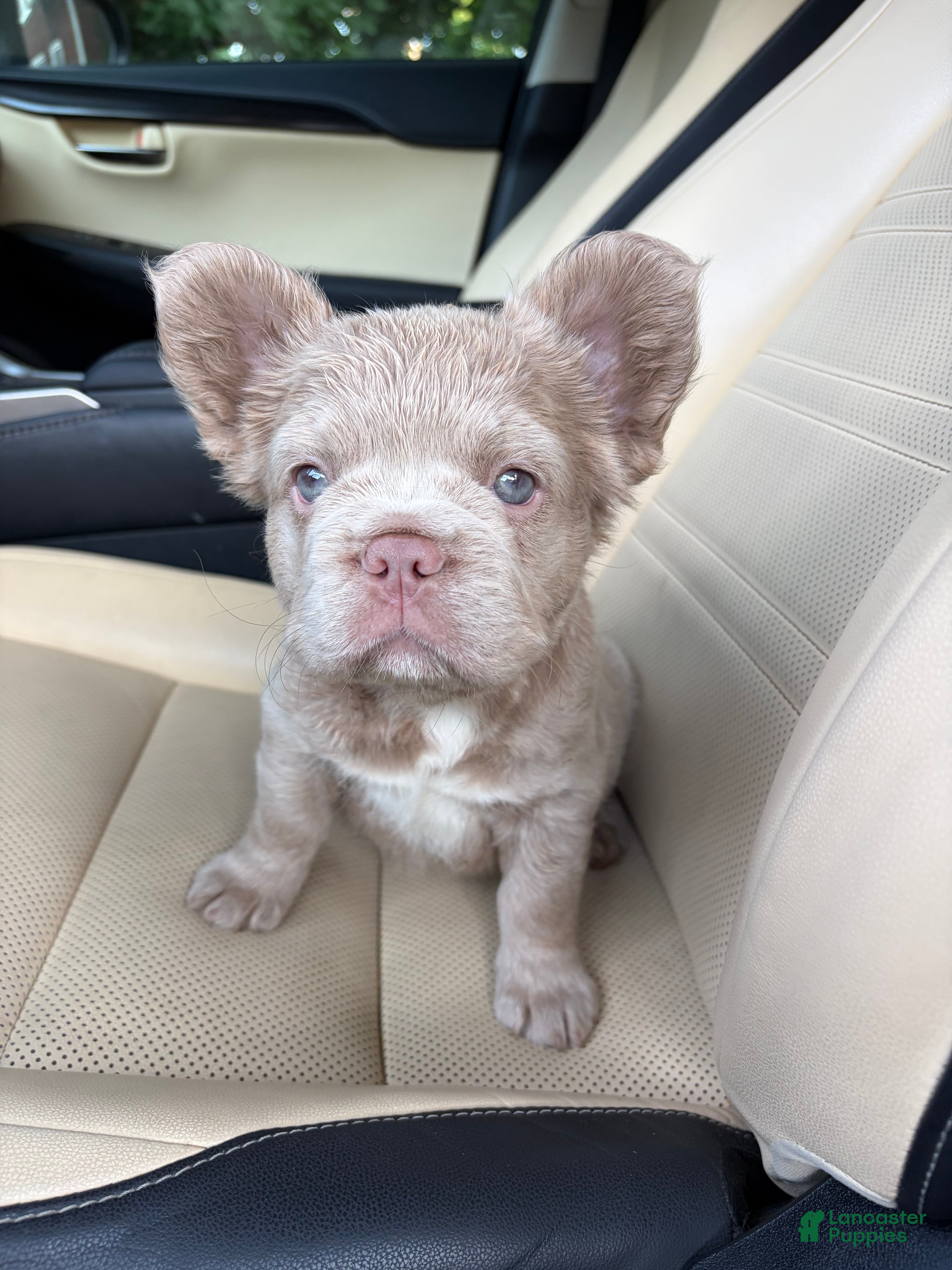 French Bulldog dogs French Bulldog 4 - Ad 1