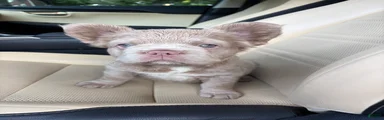 French Bulldog 4