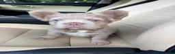 French Bulldog dogs for sale: French Bulldog 4 - Ad 1