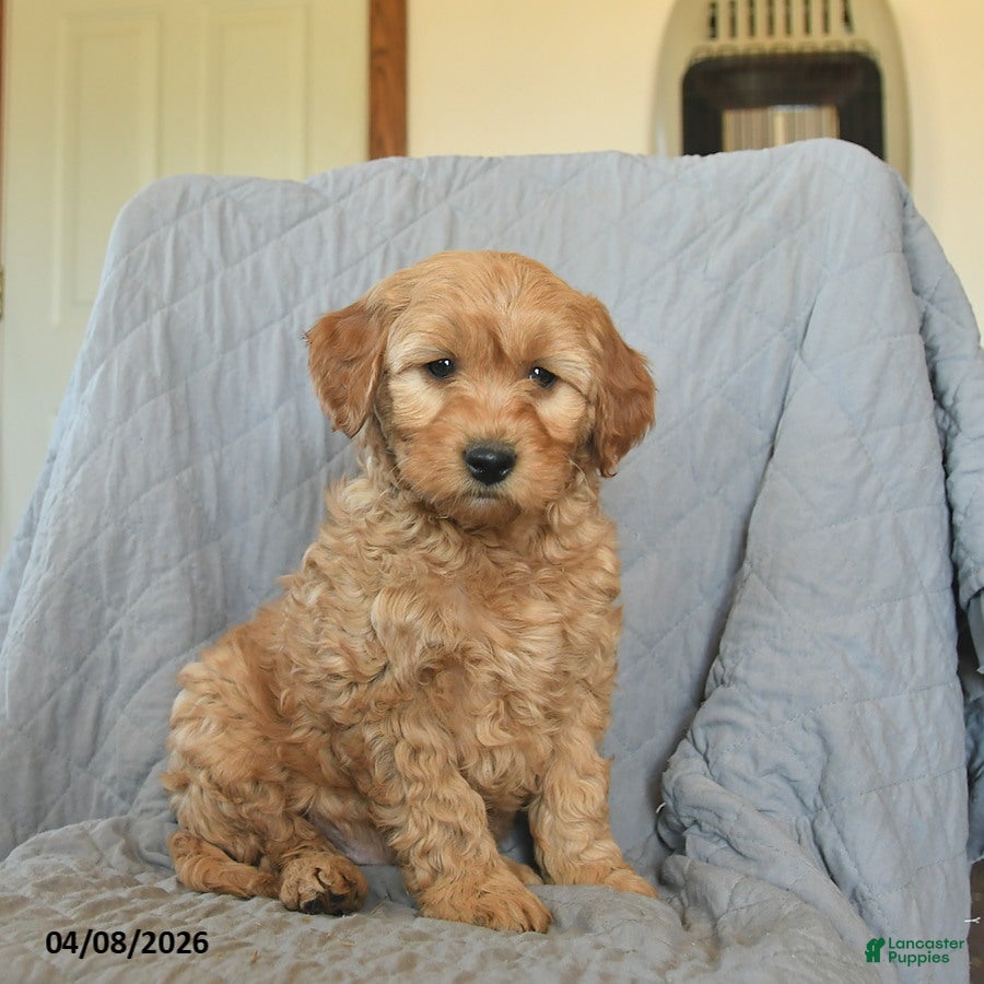 Mini Goldendoodle dogs Koda  - Ad 2