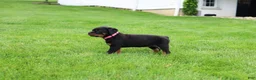 Rottweiler dogs for sale: Bailey  - Ad 6