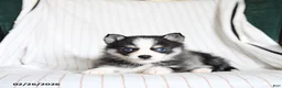Pomsky dogs for sale: Puddles - Ad 1