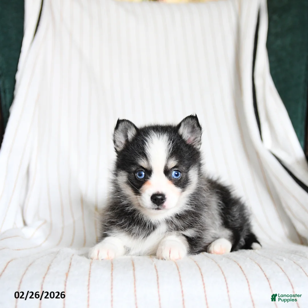 Pomsky dogs for sale: Puddles - Ad 1