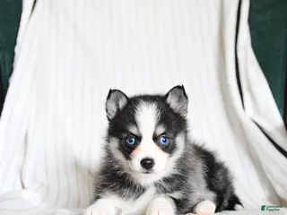 Pomsky dogs for sale: Puddles - Ad 3