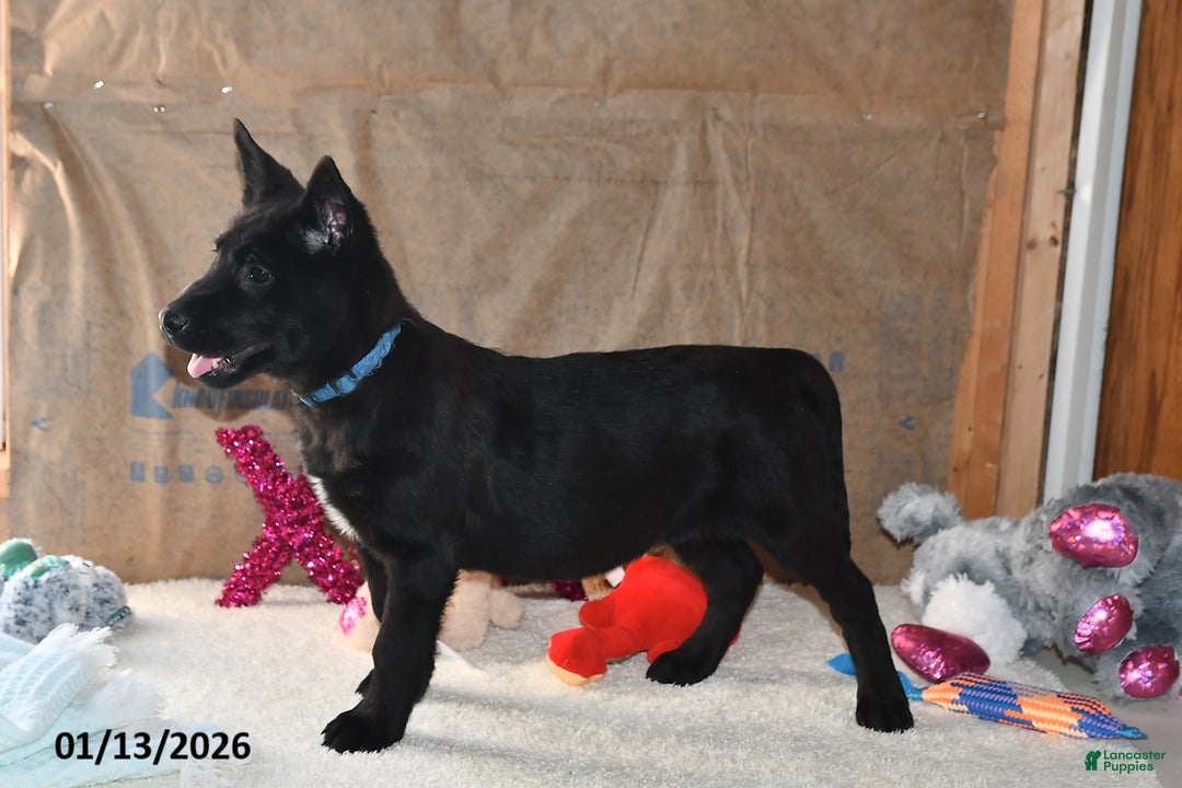 Belgian Malinois dogs for sale: Sarge - Ad 3