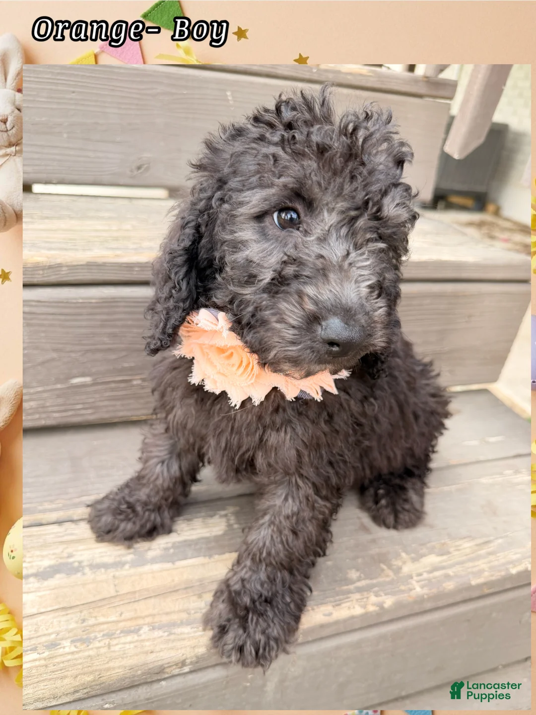 Mini Sheepadoodle dogs for sale: Orange Boy - Ad 2
