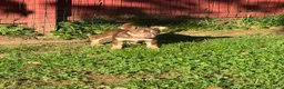 American Bully dogs for sale: Biscuit - Ad 4