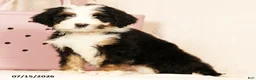 Bernedoodle dogs for sale: Poppy - Ad 4