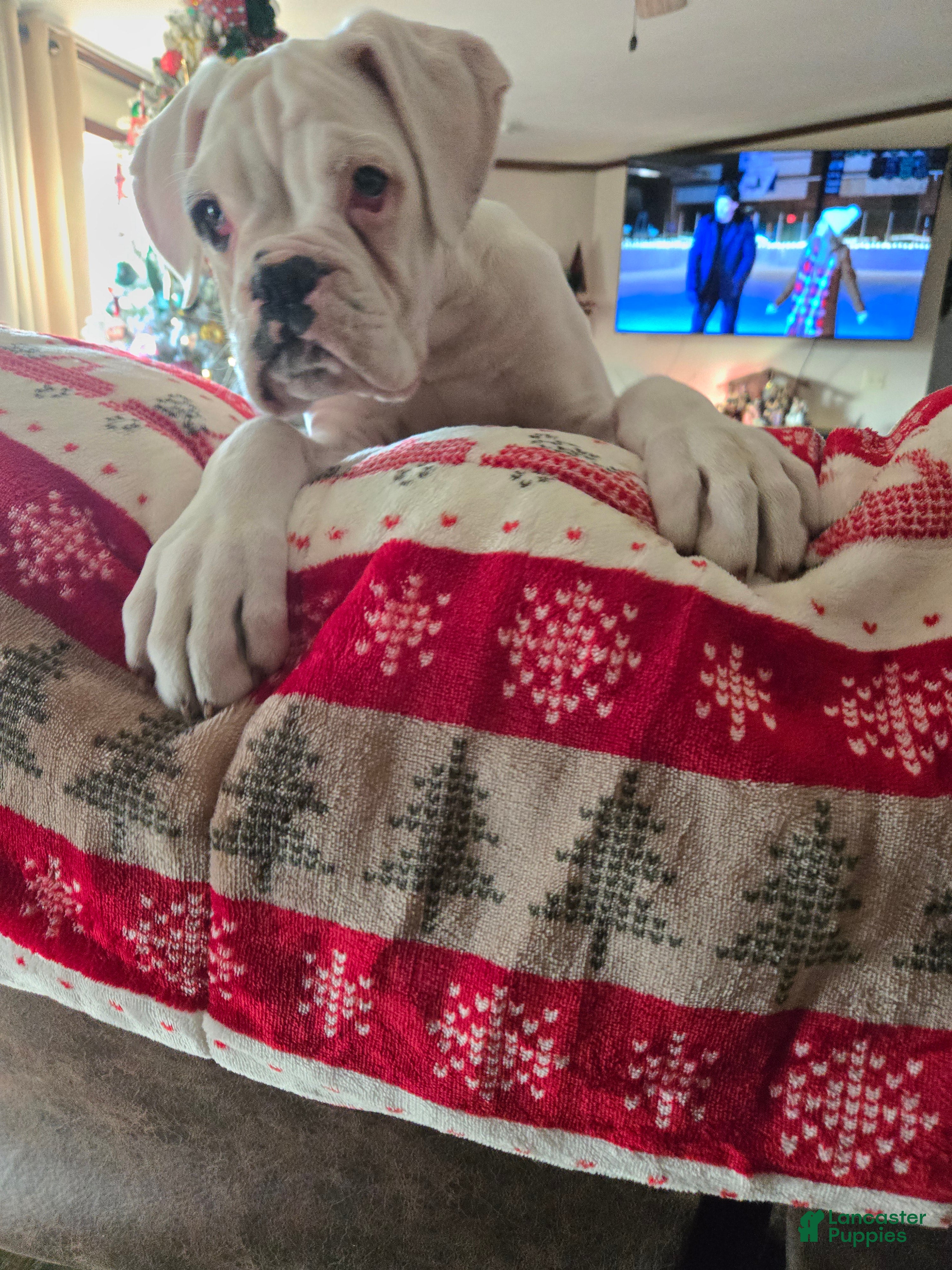 Boxer dogs Jack - Ad 2