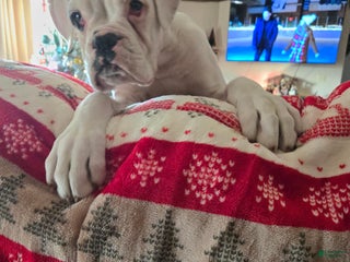 Boxer dogs Jack - Ad 2