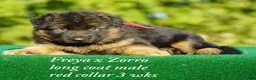 German Shepherd dogs for sale: German Shepherd red collar - Ad 1