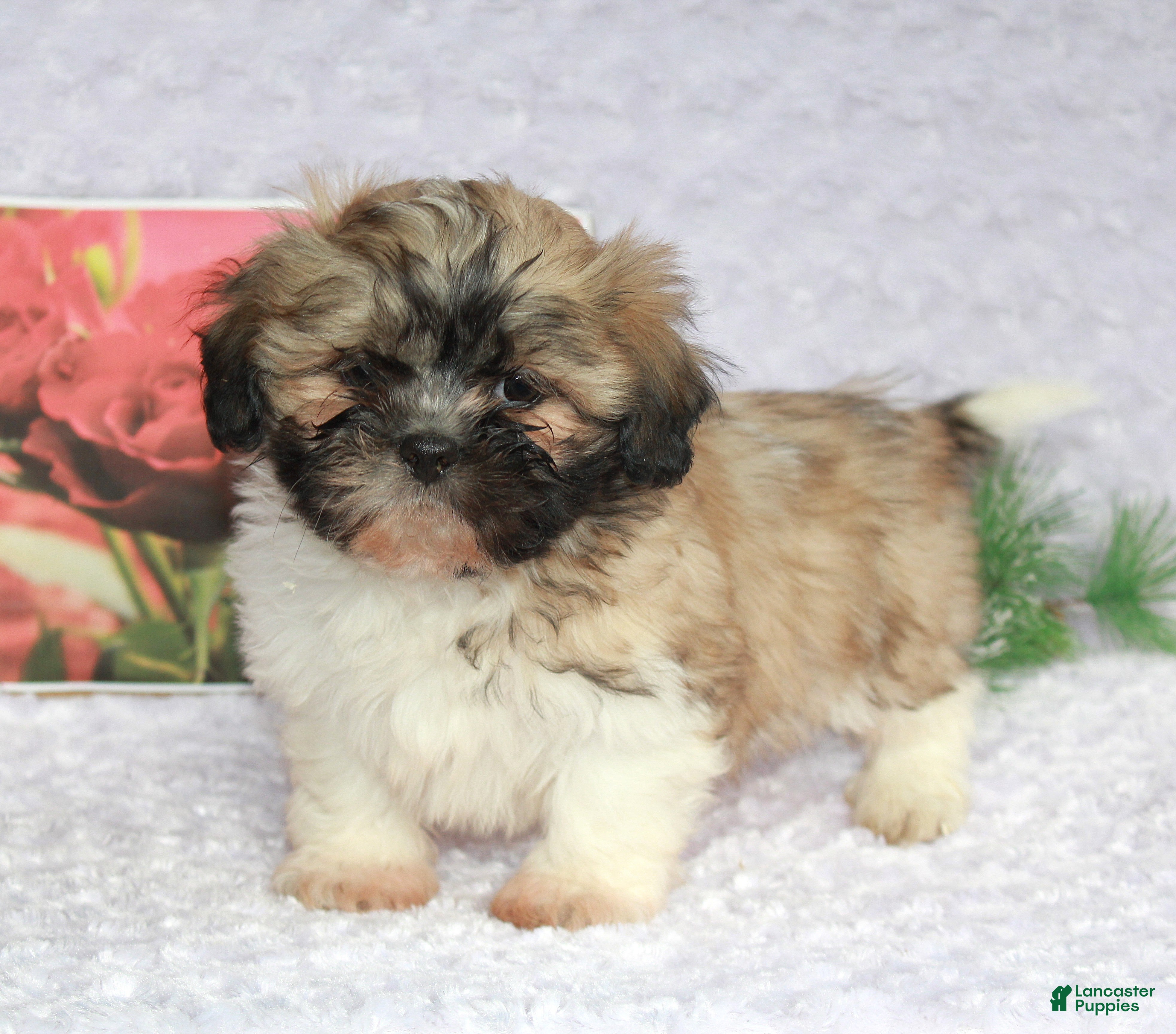 Shih Tzu dogs Kade - Ad 1