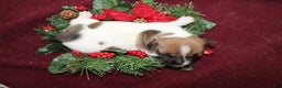 Jack Russell Terrier dogs for sale: BabyRuth - Ad 3