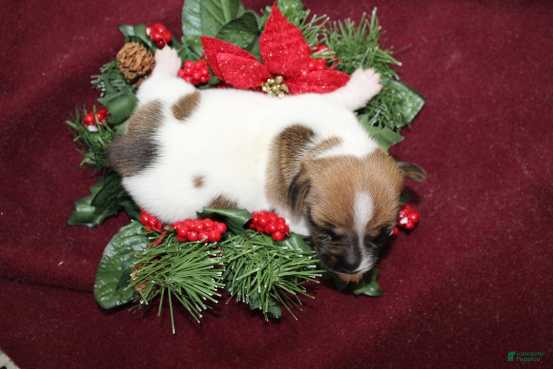 Jack Russell Terrier dogs for sale: BabyRuth - Ad 3