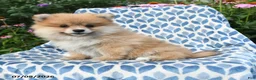Pomeranian dogs for sale: Mercy - Ad 5