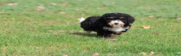 Mini Bernedoodle dogs for sale: Candy - Ad 3