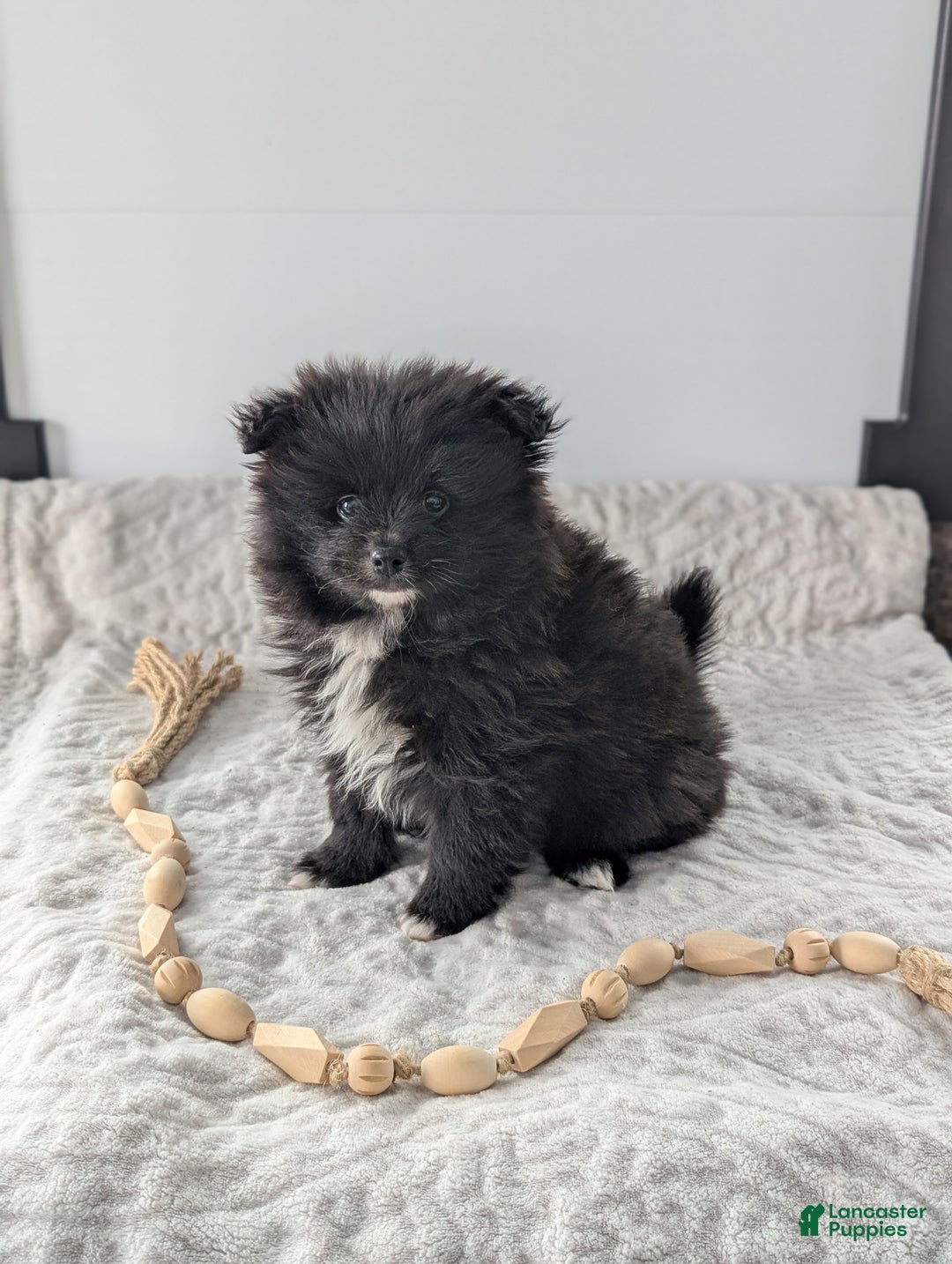 Pomeranian dogs for sale: Felix - Ad 4