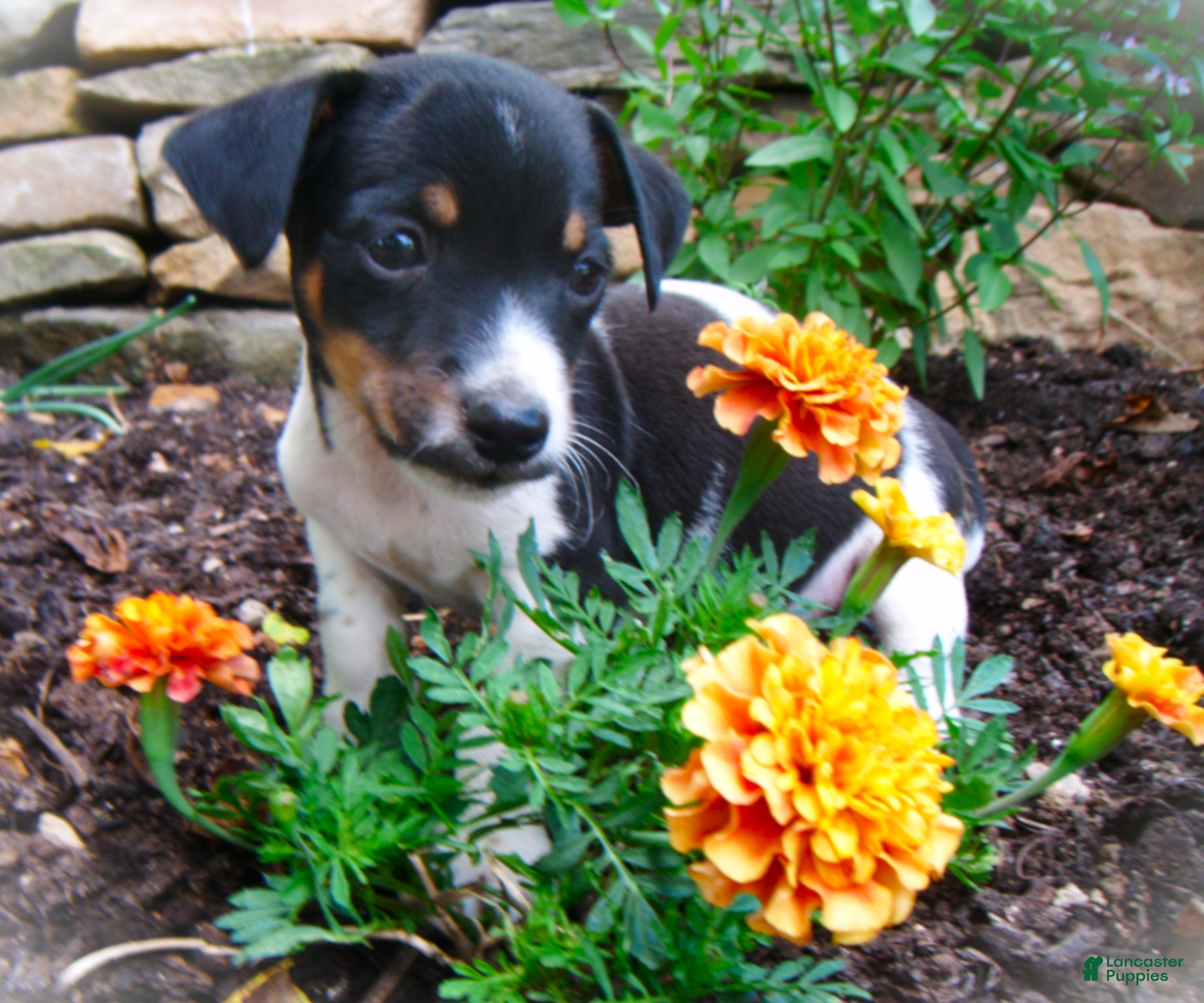 Jack Russell Terrier dogs for sale: Chester - Ad 2
