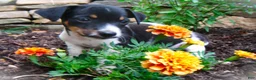 Jack Russell Terrier dogs for sale: Chester - Ad 1