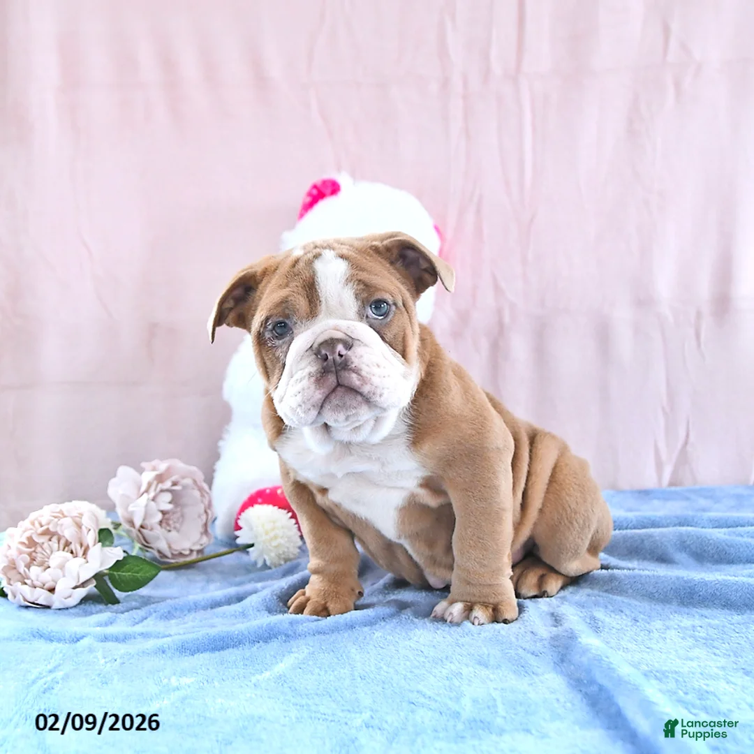 Bull Terrier dogs for sale: Ruby - Ad 4