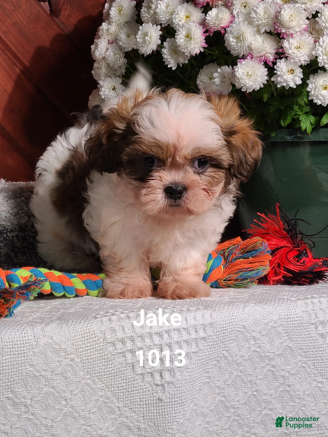 Shih Tzu dogs for sale: Jake  - Ad 1
