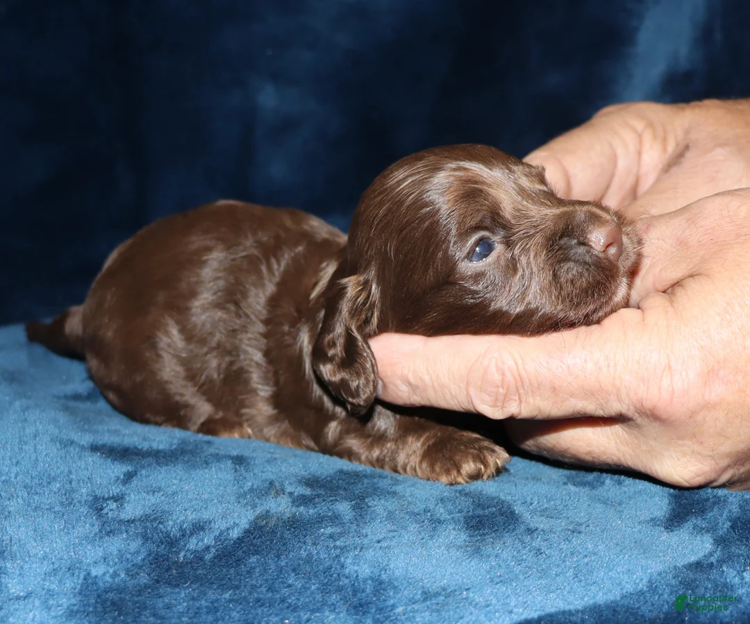 Miniature Dachshund dogs for sale: Kaylee - Ad 8