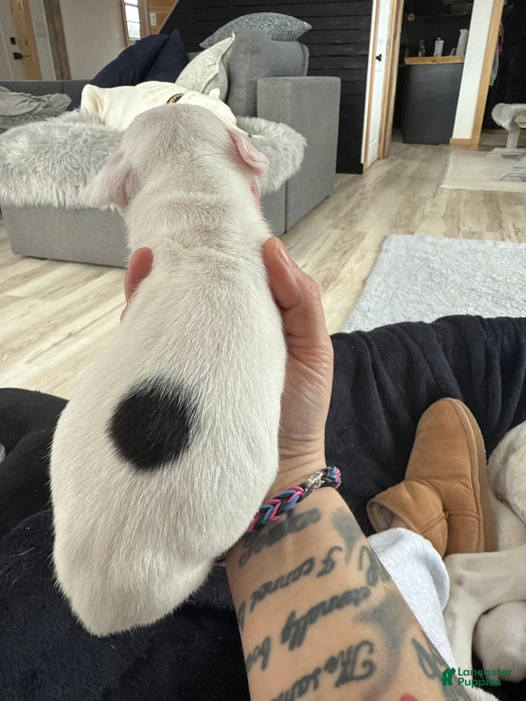 Dogo Argentino dogs for sale: Female with black spot  - Ad 2