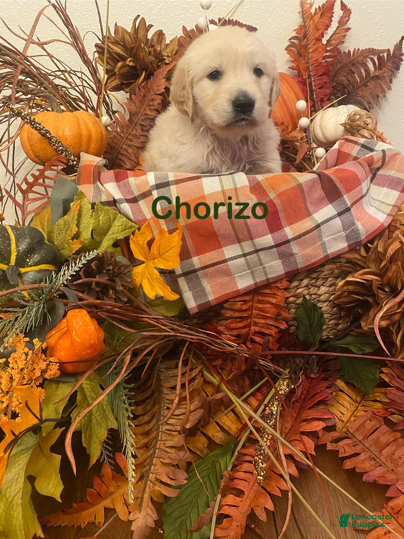 Golden Retriever dogs Chorizo - Ad 15