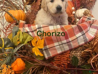 Golden Retriever dogs Chorizo - Ad 3