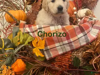 Golden Retriever dogs Chorizo - Ad 1