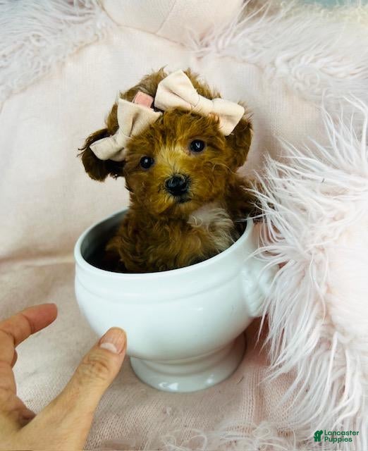 Toy Poodle dogs Teacup  Poodle Puppy  - Ad 15