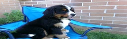 Bernese Mountain Dog dogs for sale: Trinity - Ad 7