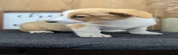 Welsh Corgi Pembroke dogs for sale: Nadia - Ad 7