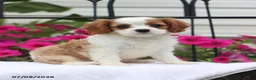 Cavalier King Charles Spaniel dogs for sale: Sunny - Ad 1
