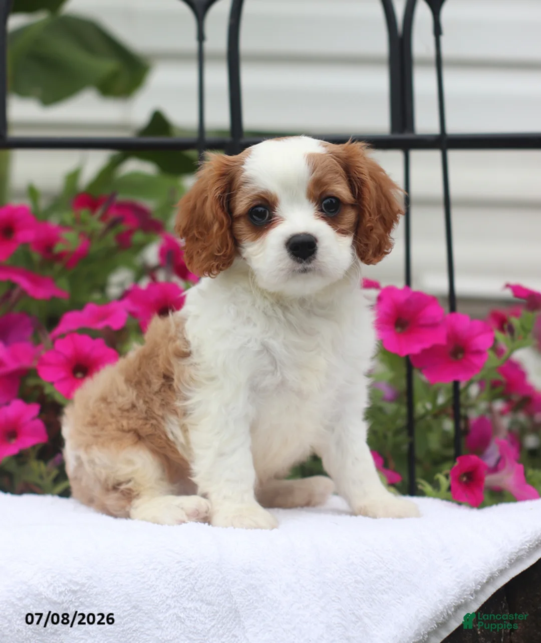 Cavalier King Charles Spaniel dogs for sale: Sunny - Ad 1
