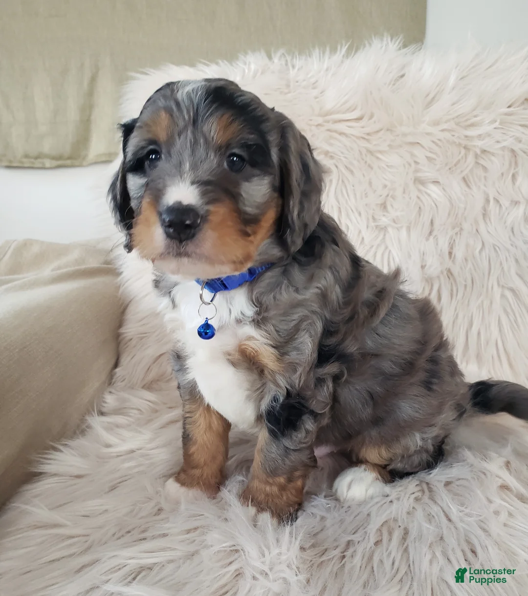 Mini Bernedoodle dogs for sale: Riley - Ad 7