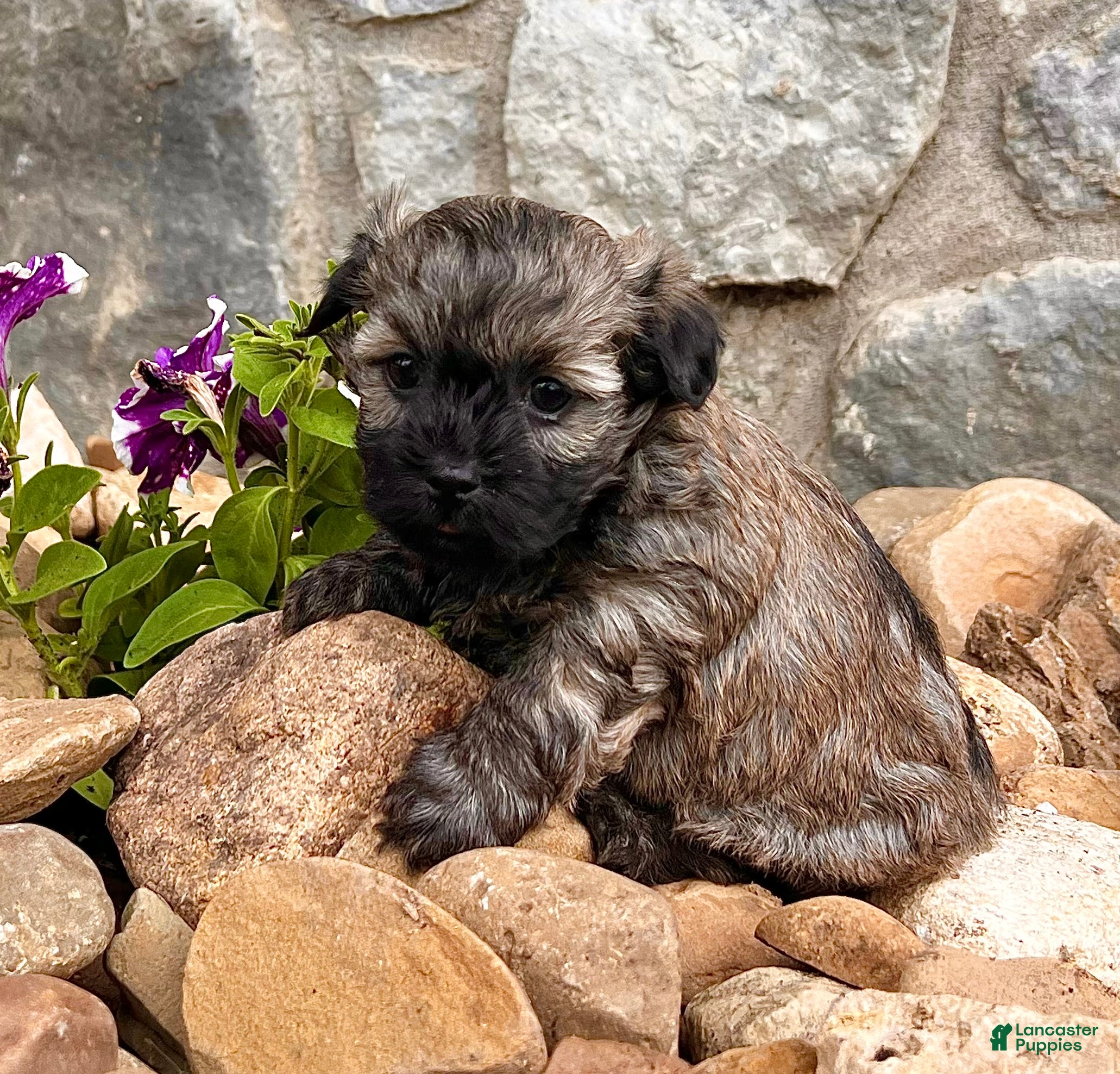 Havanese dogs Nick - Ad 2