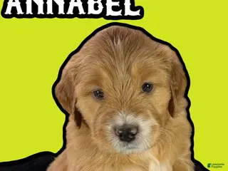Goldendoodle dogs Annabel - Ad 18