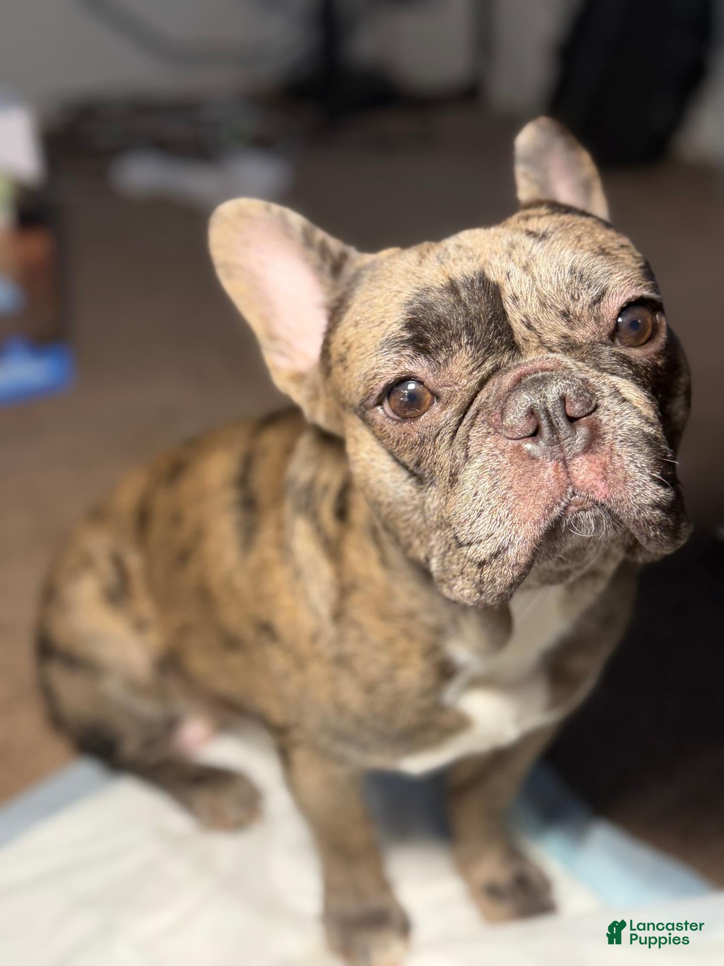 French Bulldog dogs for stud: steez - Ad 3