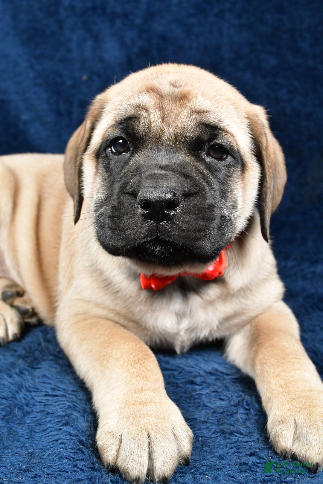 English Mastiff dogs for sale: Sammy - Ad 5