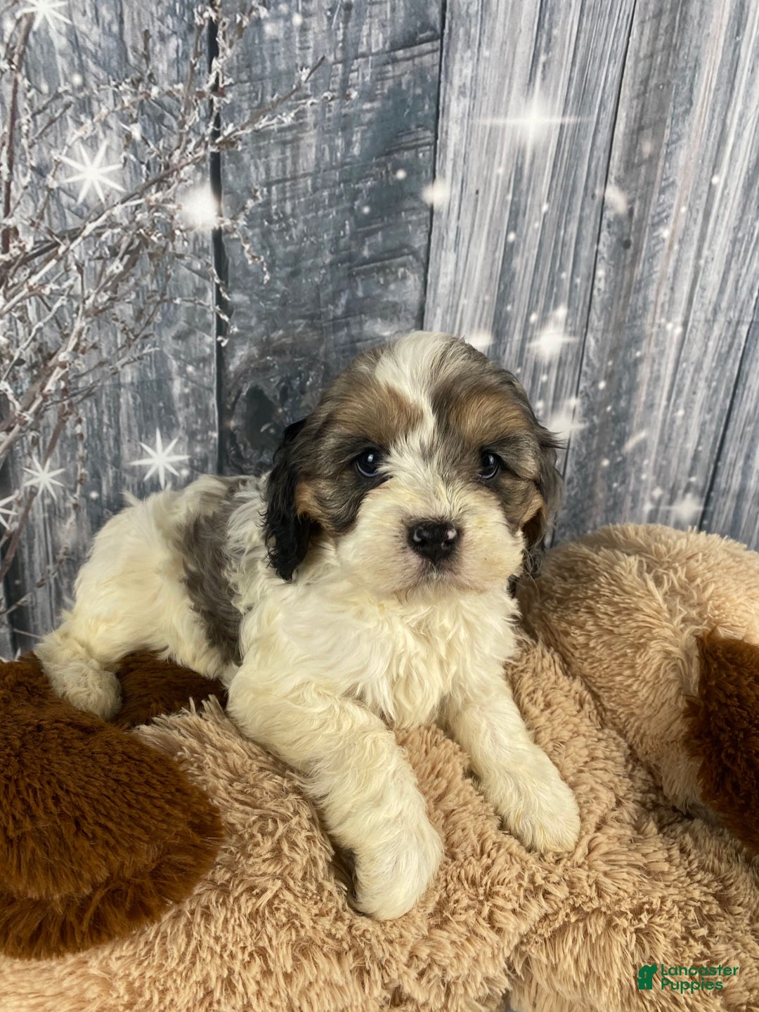 Cavapoo dogs for sale: Jessica - Ad 9