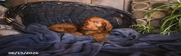 Irish Doodle dogs for sale: Kinsey - Ad 1