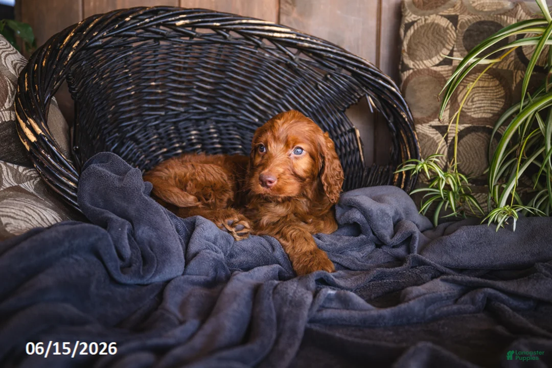 Irish Doodle dogs for sale: Kinsey - Ad 1