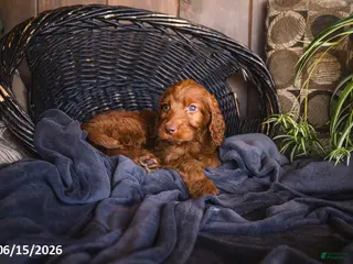 Irish Doodle dogs Kinsey - Ad 14