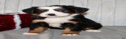 Bernese Mountain Dog dogs for sale: Lucy - Ad 4