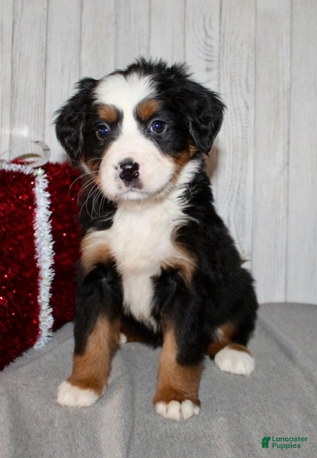 Bernese Mountain Dog dogs for sale: Lucy - Ad 4