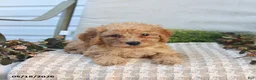Mini Goldendoodle dogs for sale: Mckenzie - Ad 4