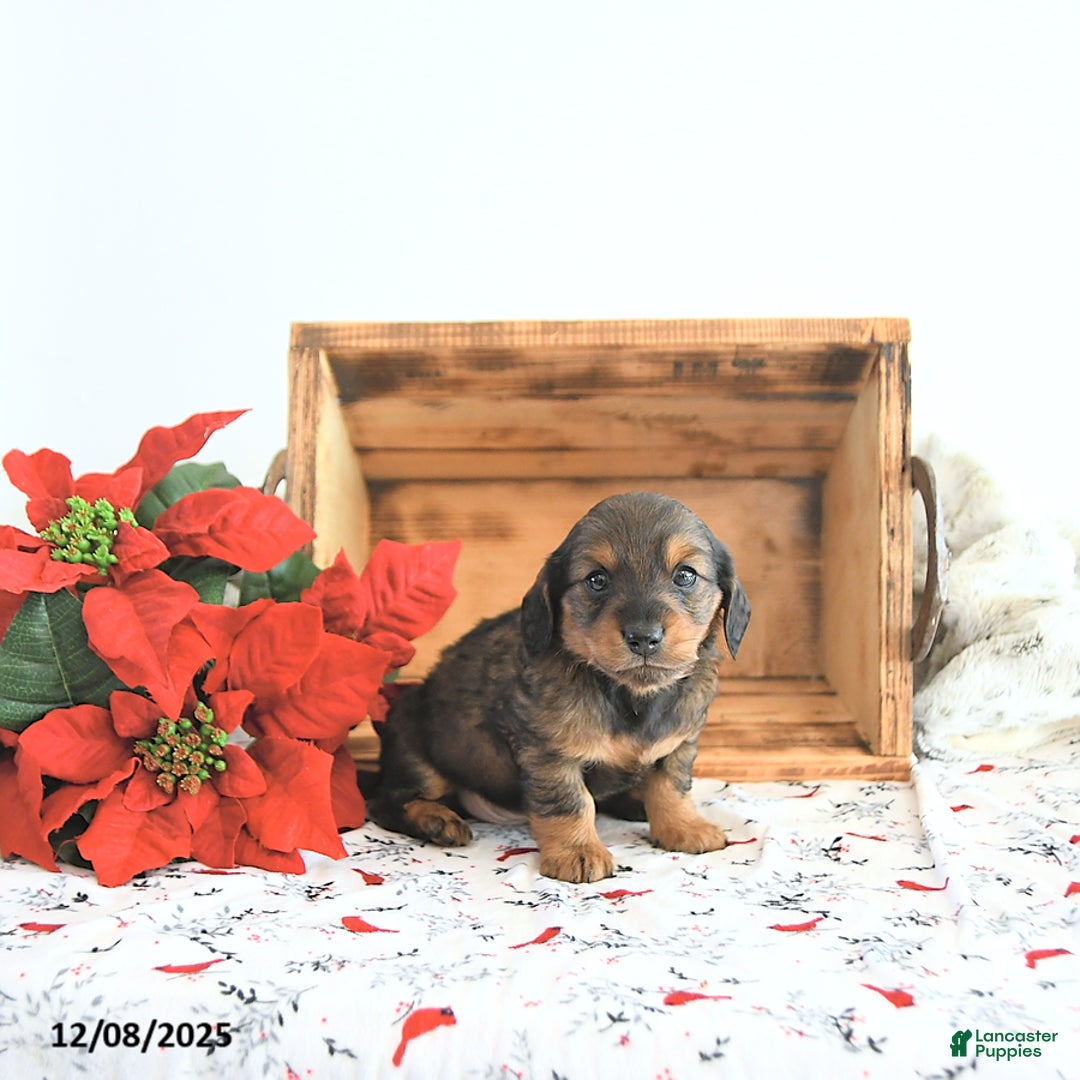 Miniature Dachshund dogs for sale: Carson - Ad 1