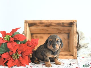 Miniature Dachshund dogs Carson - Ad 27