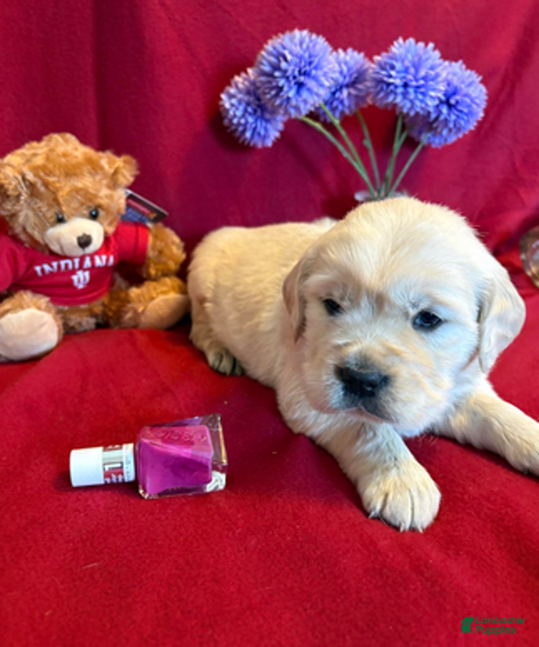 Golden Retriever dogs for sale: Button - Ad 3